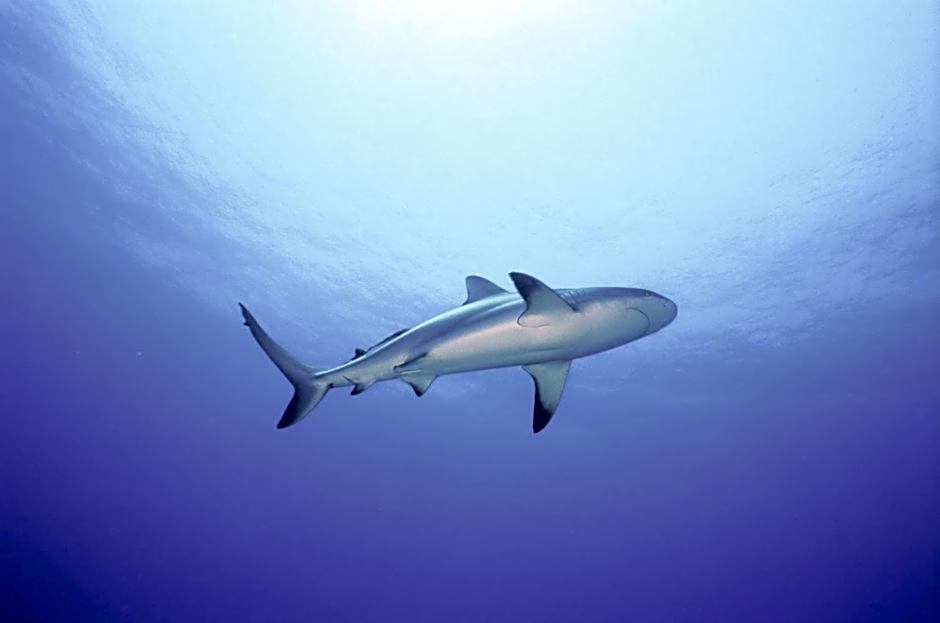 Bell Channel Inn Bahamas