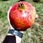 Ruby Granatum