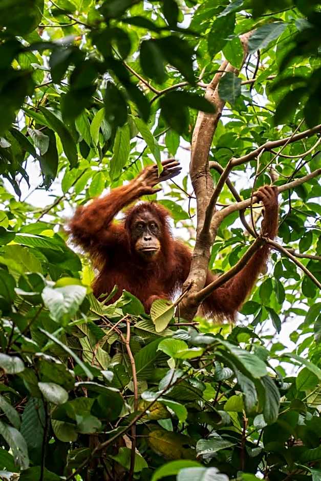 Asim Paris Guesthouse & jungle trekking