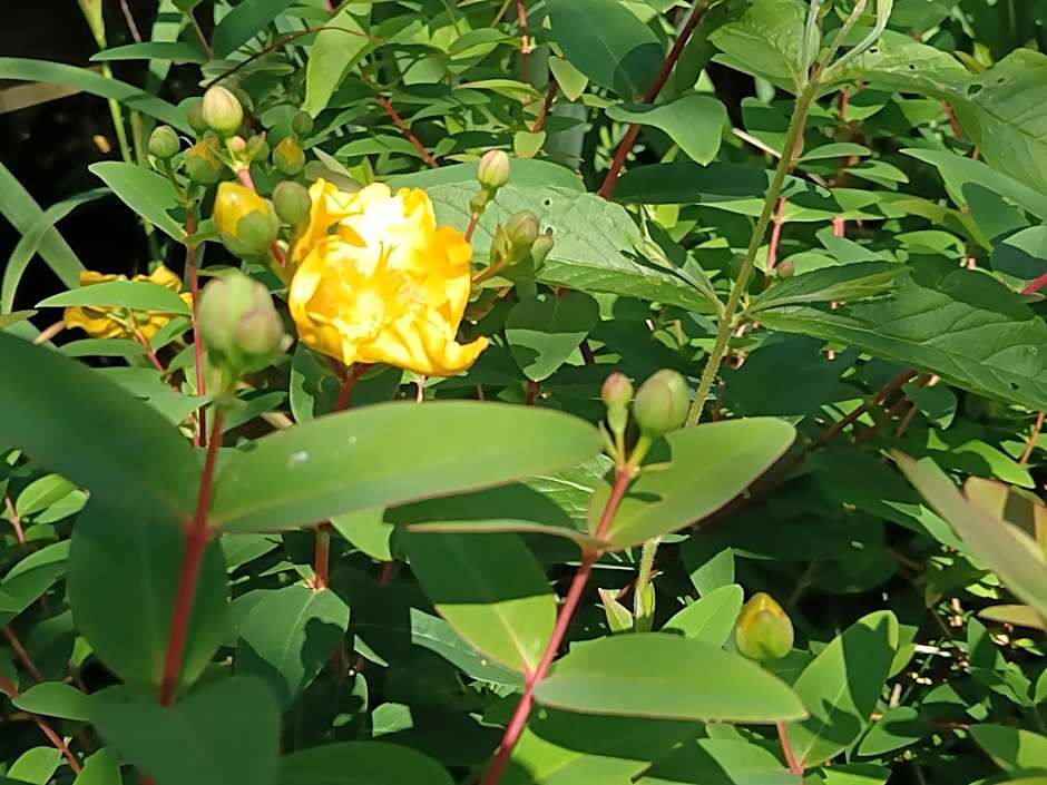 Le Moulin de Saubrigues