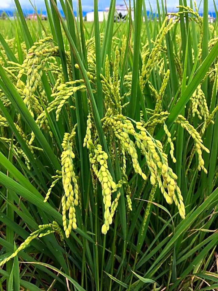 Yilan Real Fun Homestay