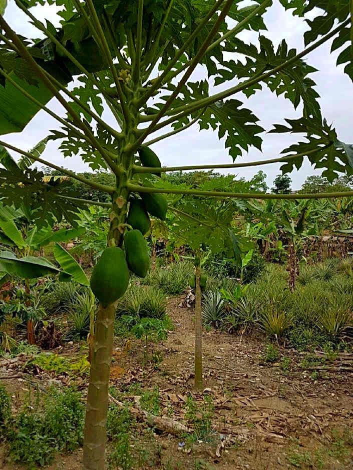 Casa Hotel near KLIA 1