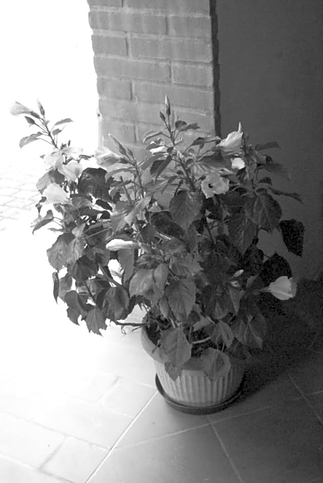 Il Sole Bed & Breakfast