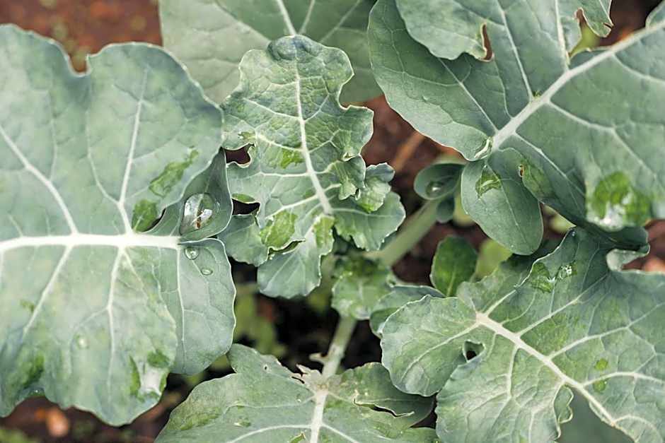 One and Only Nyungwe House