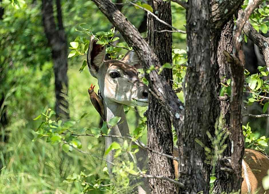 Baluleni Safari Lodge