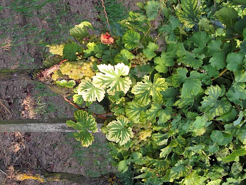 Hotel Schwarzes Ross