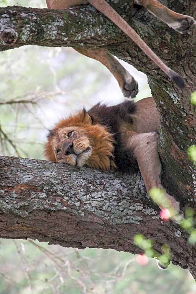 Lake Nakuru Lodge