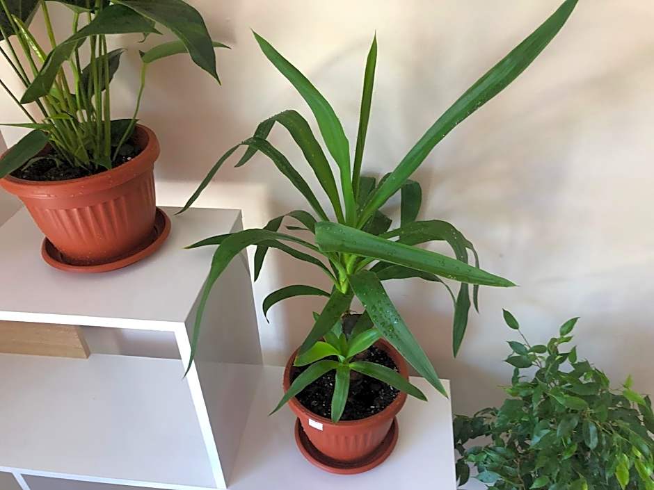 Hakuna Matata Guest House