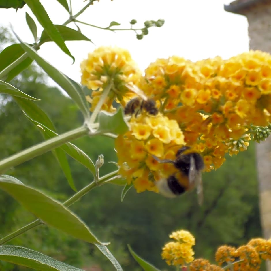 Le tilleul à fleurs