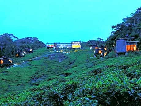 The Rainforest Ecolodge