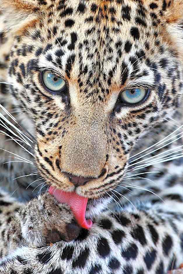 Geiger's Camp in Timbavati Game Reserve by NEWMARK