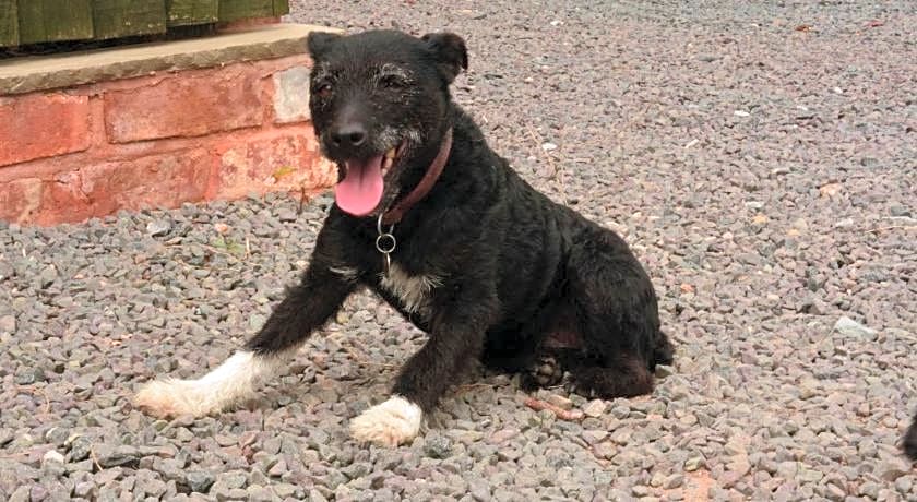 Pine Tree Lodge, Bridgnorth