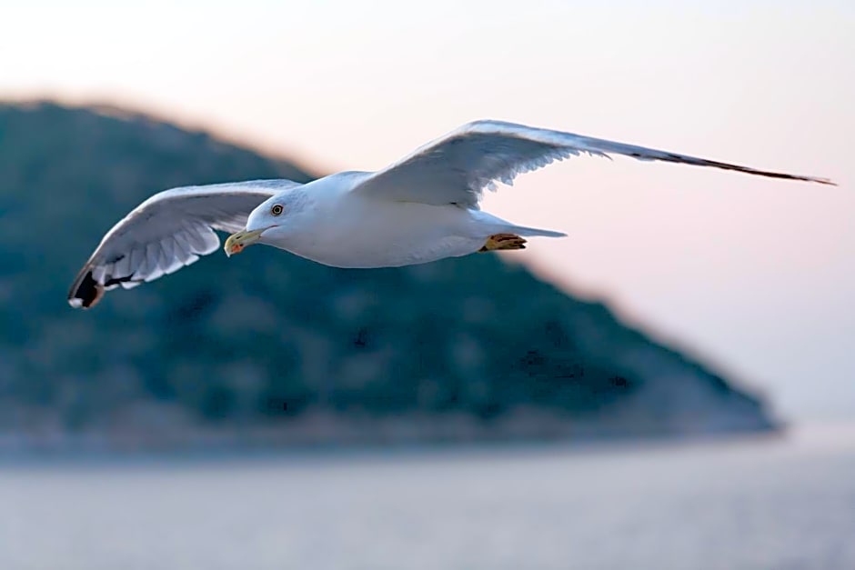 Song of the Sea, Selkie House