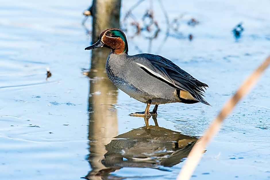 Isola di Albarella Hotel Capo Nord