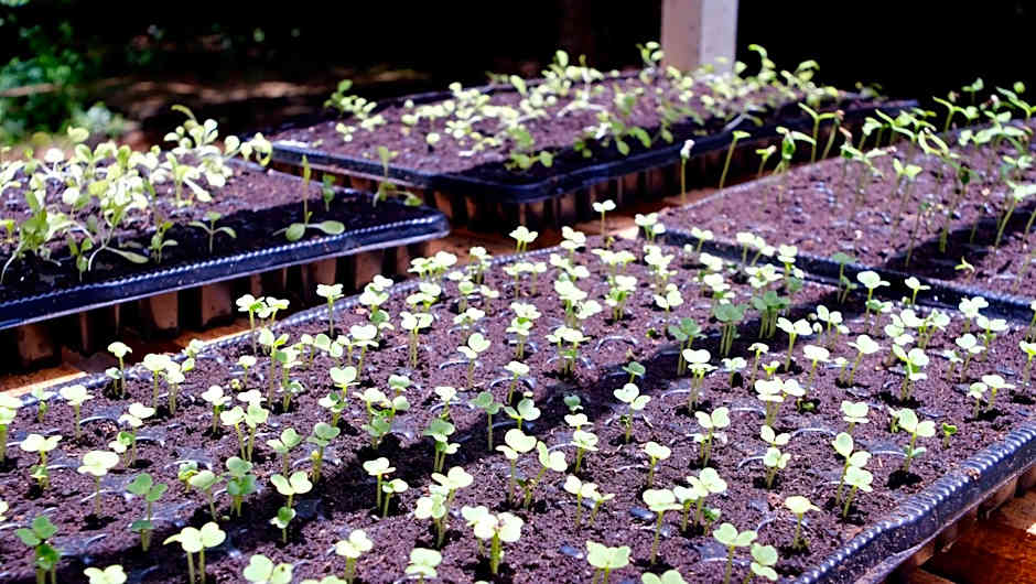 Salty's Kitesurf Village