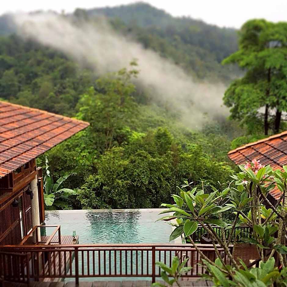 The Shorea
