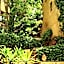 Alberi Del Paradiso