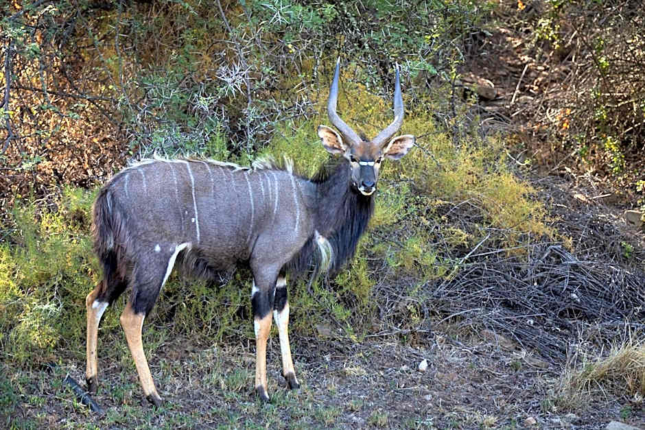 Wildehondekloof Game Lodge