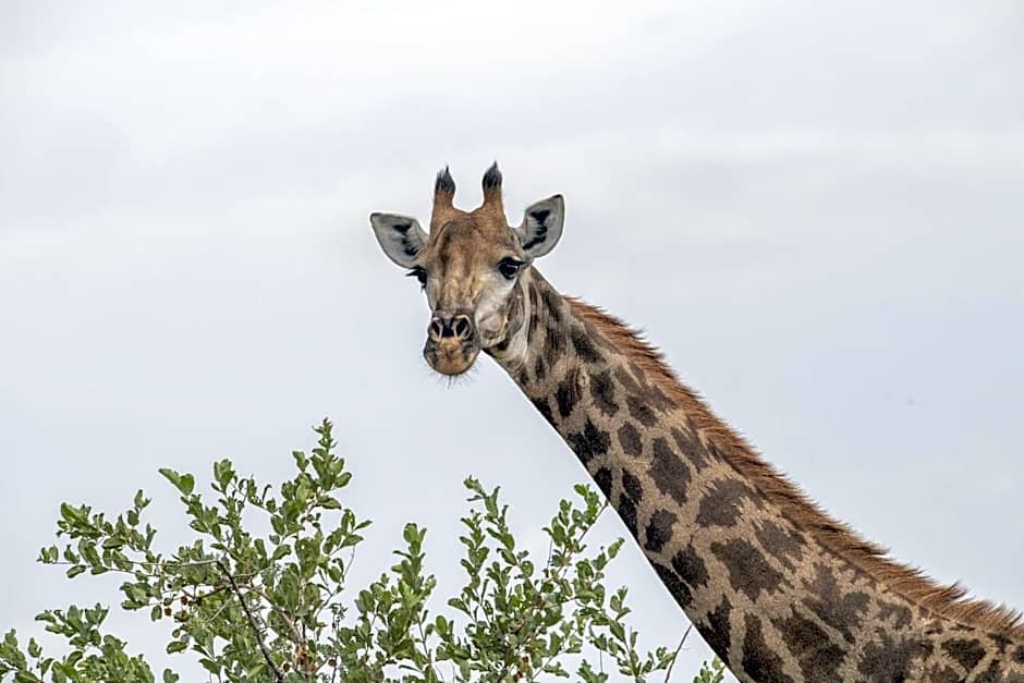 Simbavati River Lodge