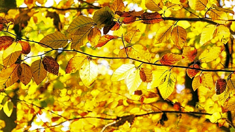 Czocha Palace&Czocha Camping - OR Czocha