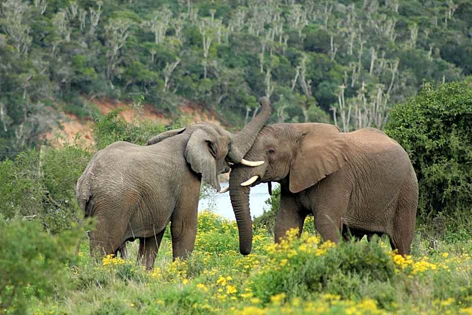 Sibuya Game Reserve and Lodge