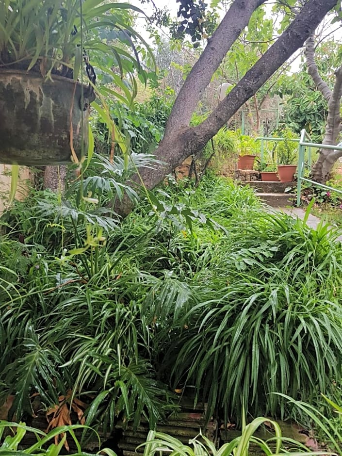 Bloom's Studio הסטודיו של בלום