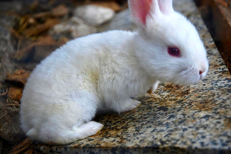 B&B dalla fattoria della Patty