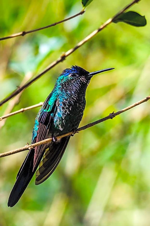 Chalé Recanto dos Pinheiros