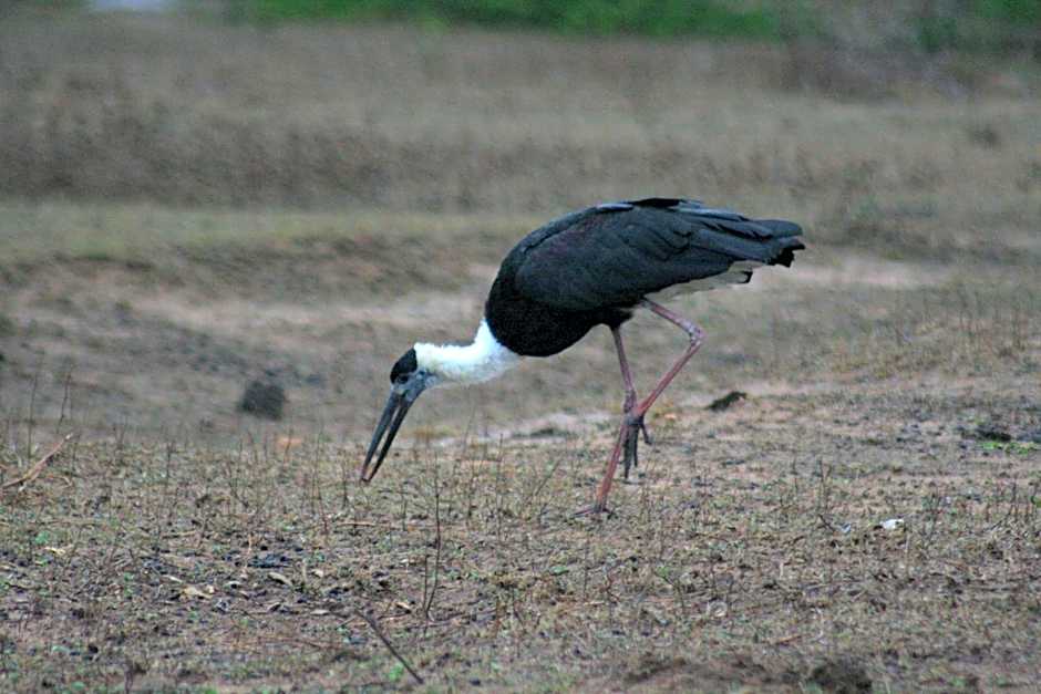 Big Game Yala - by Eco Team