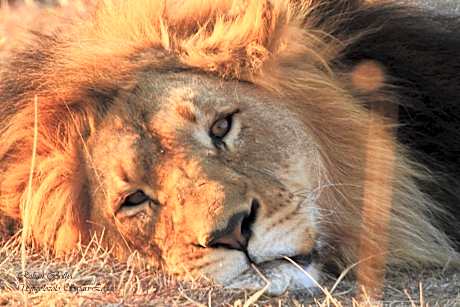 Umzolozolo Private Safari Lodge & Spa