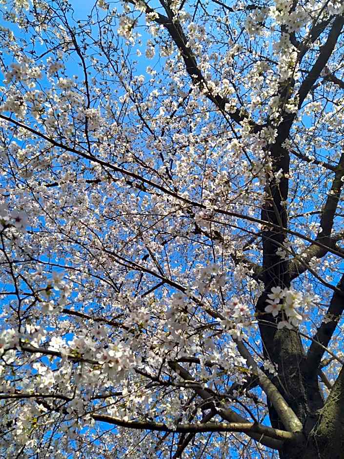 Il Ciliegio di Lurisia