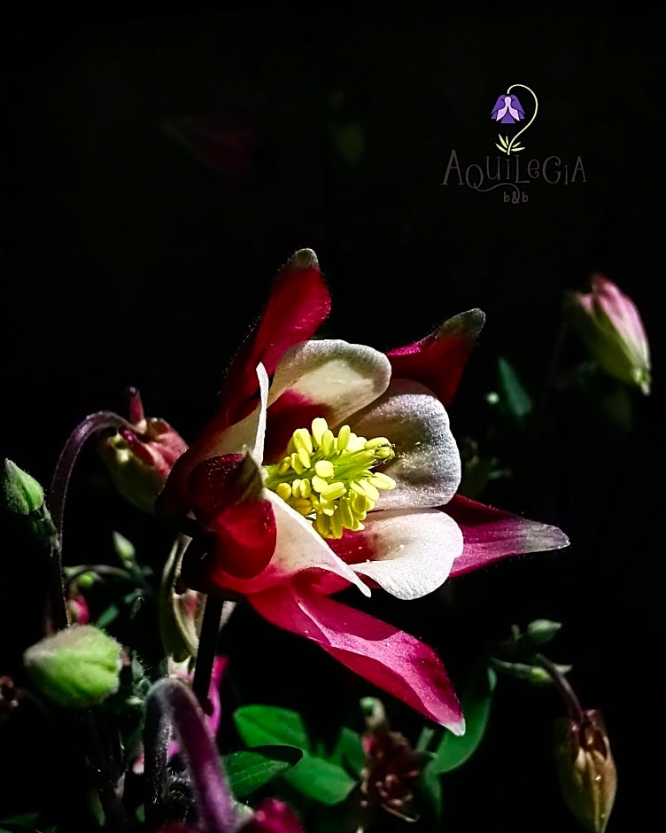 B&B Aquilegia