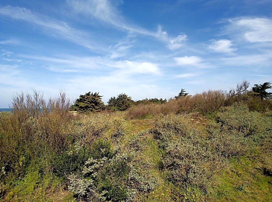 Les Bois Flottés en Ré