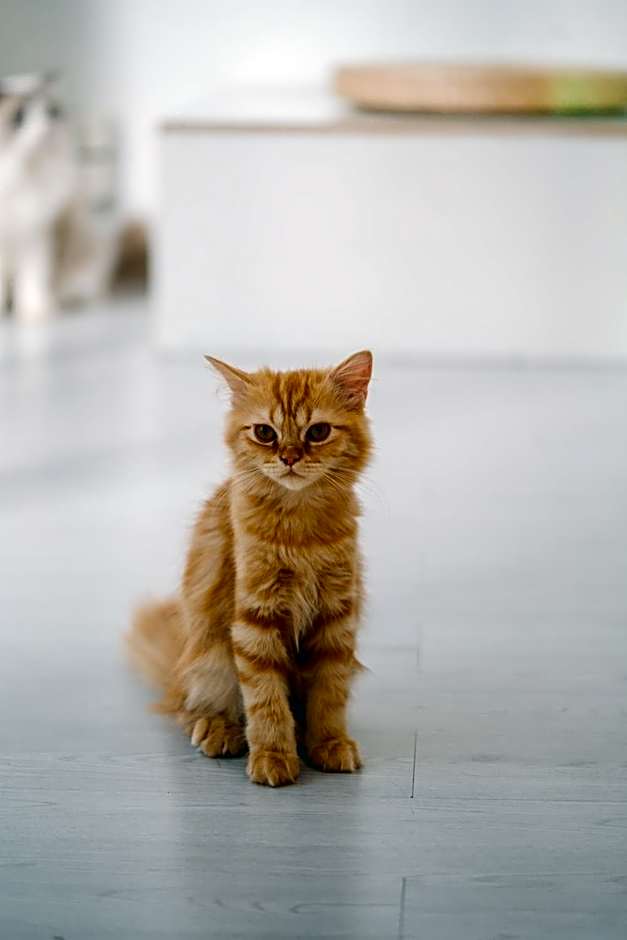 Meow Cat Cafe & Hotel