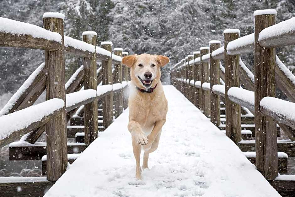 Cozy Creek Den - Studio w Hot Tub and Pool