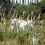 Bergerie d'Alivon en Camargue