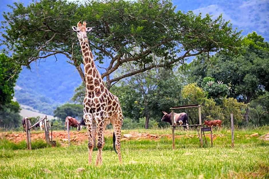 Caracal Lodge