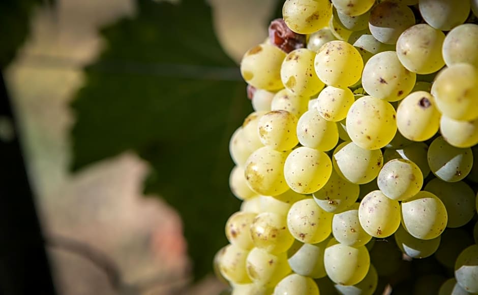 Vignoble Château Piéguë - winery