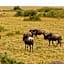 Muthu Keekorok Lodge, Maasai Mara, Narok