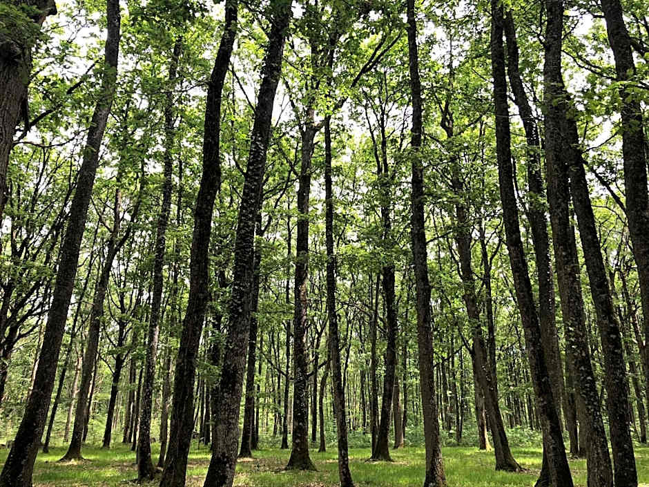 Loire Valley Lodges - Hotel