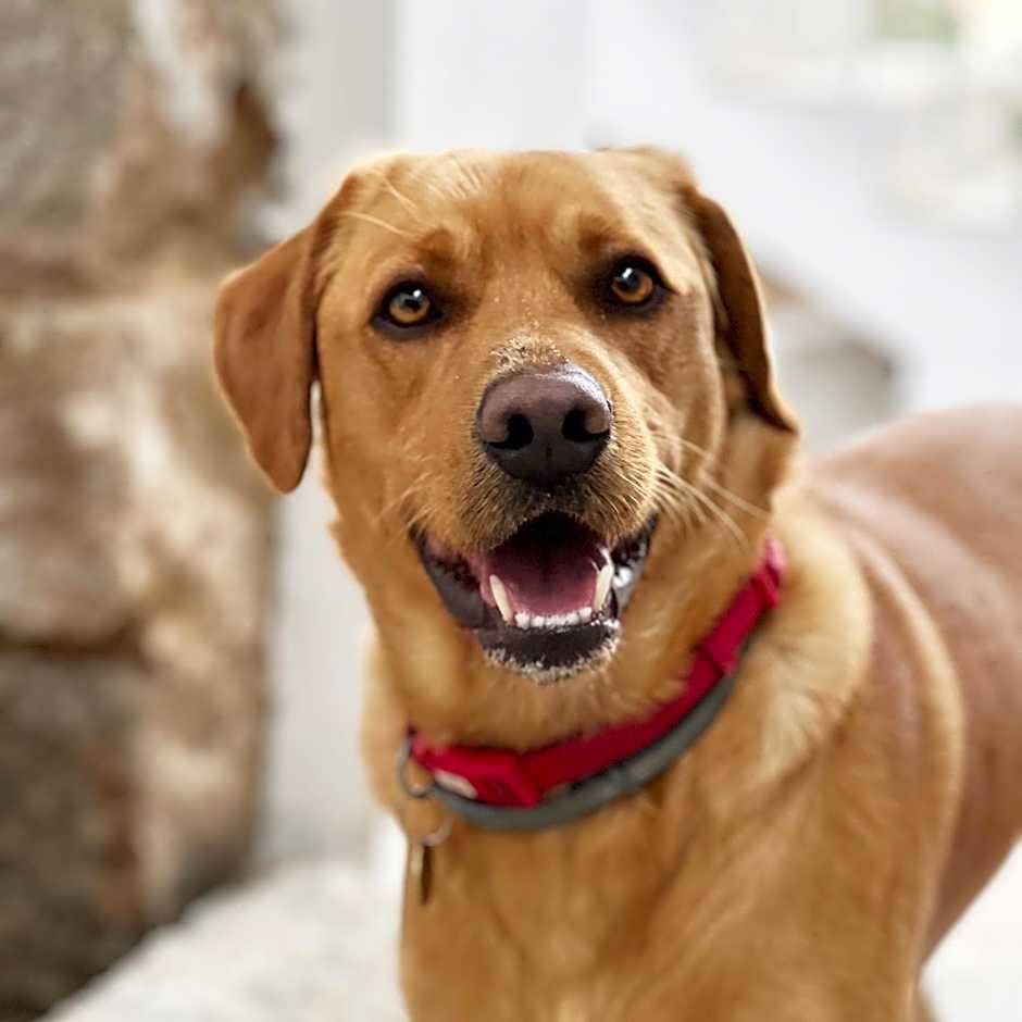 Villa Silvia Apartments