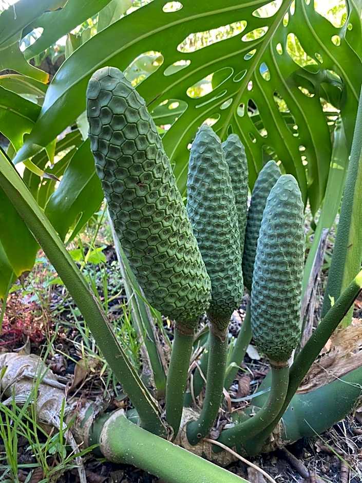 Apartamentos Turisticos Verdemar