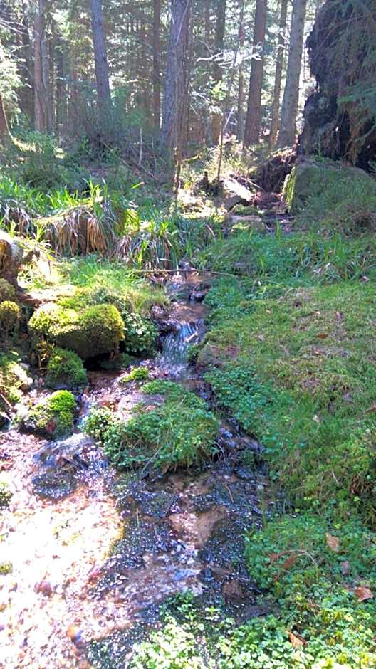 VVF Alsace Orbey Colmar