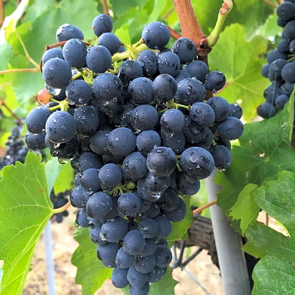 Cascina Valtignosa Camere Con Vigna