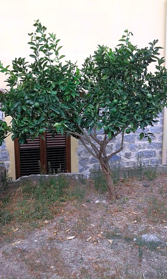 La Collina dei Ciliegi