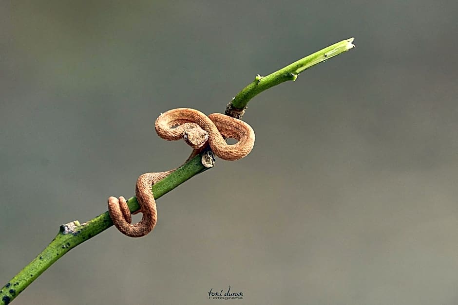 Birds & Breakfast Costa Rica