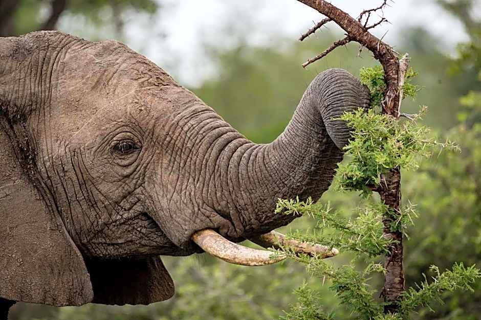 Safari Moon Luxury Bush Lodge