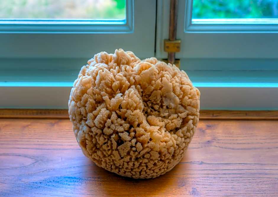 Cotommatae Hydra 1810