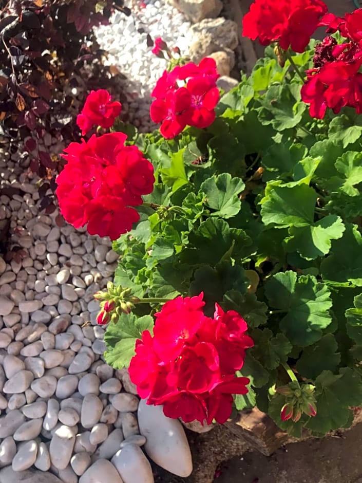 Le Bassotte b&b