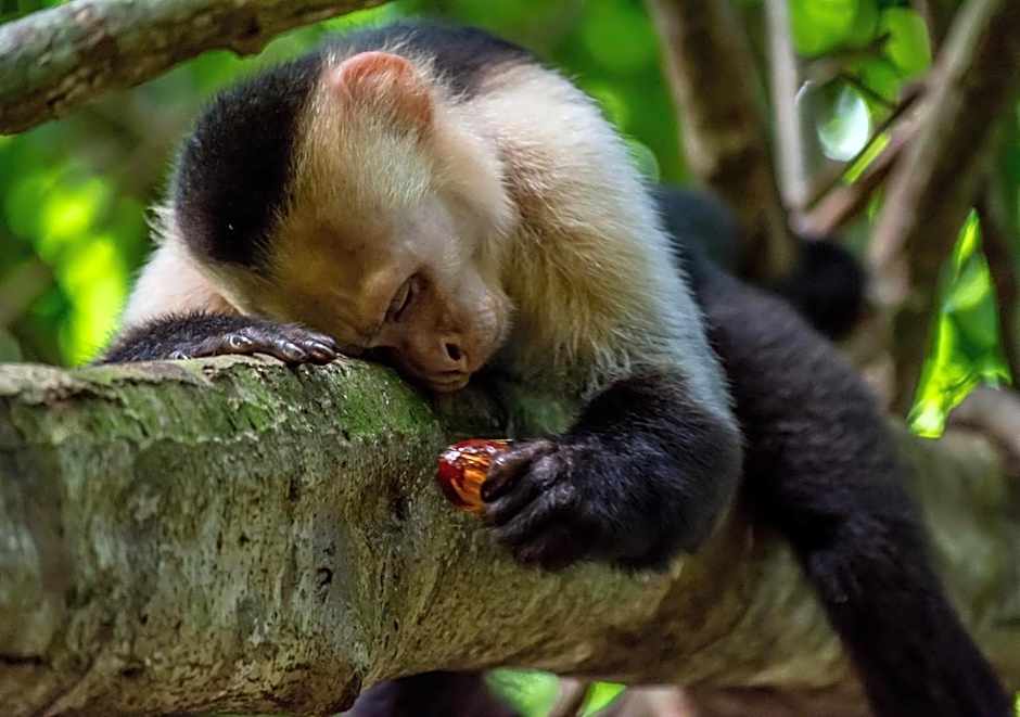 Hotel Manuel Antonio